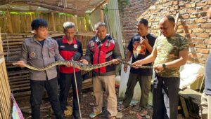 Permukiman Warga Cibadak Sukabumi Diteror Ular Sanca, Ayam Ternak Hilang