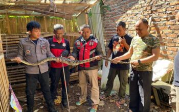 Ular Sanca Kembang Cibadak Sukabumi