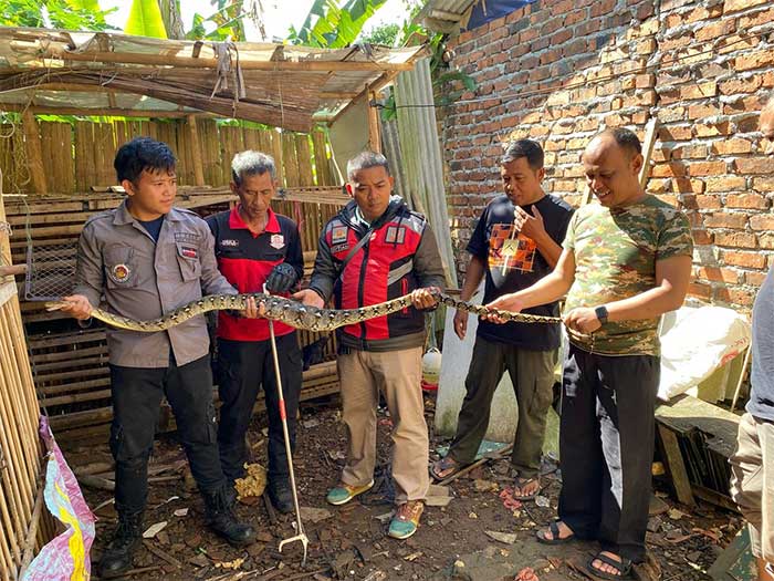 Ular Sanca Kembang Cibadak Sukabumi