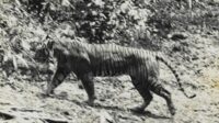 Apakah Harimau Jawa Masih Ada? Ini Penjelasan Peneliti