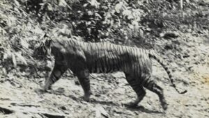 Apakah Harimau Jawa Masih Ada? Ini Penjelasan Peneliti