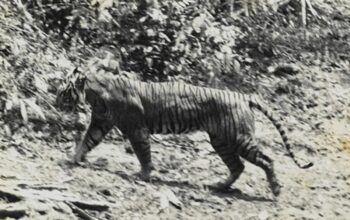 Harimau Jawa yang difoto oleh Andries Hoogerwerf di Taman Nasional Ujung Kulon, 1938. 