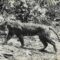 Harimau Jawa yang difoto oleh Andries Hoogerwerf di Taman Nasional Ujung Kulon, 1938. 