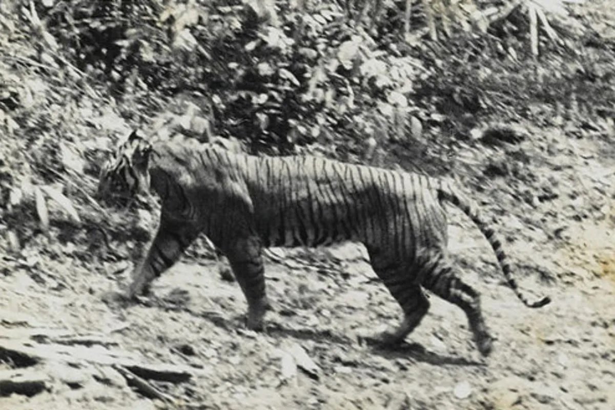Harimau Jawa yang difoto oleh Andries Hoogerwerf di Taman Nasional Ujung Kulon, 1938.