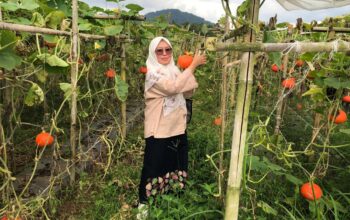 Sekretaris DKP Kabupaten Sukabumi, Dr. Titin Malikatun Andadari, saat meninjau lokasi pertanian labu kaboca di Desa Kebonpedes, untuk mendongrak ketahanan pangan.