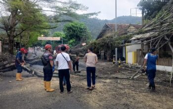 Sebuah pohon berukuran besar jenis Trembesi yang telah lama mengering tumbang dan menimpa pengendara sepeda motor yang sedang melintas di Jalan Bhayangkara