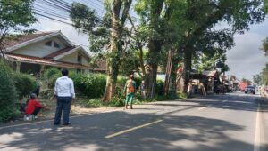 Petugas Gabungan Pangkas Pohon Rawan Tumbang di Cikembang