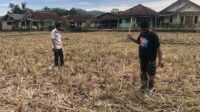 Pesawahan di Desa Padabeunghar Sukabumi Krisis Air,  50 Hektare Lahan Lima Tahun  Terlantar