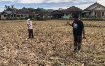 LAhan PEsawahan di Sukabumi terlantar