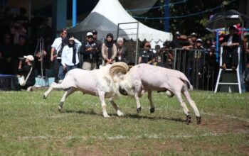 Kegiatan seni adu ketangkasan domba di Kabupaten Garut, Jawa Barat. (Diskominfo Garut)