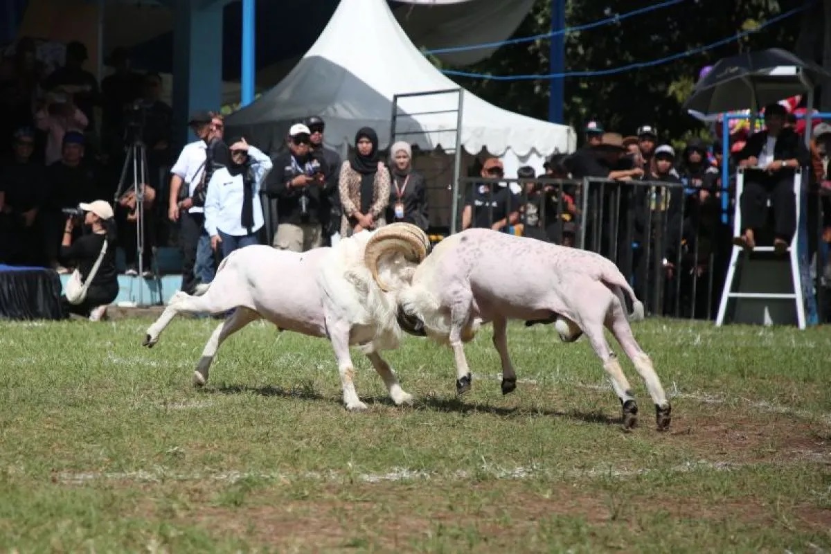 Kegiatan seni adu ketangkasan domba di Kabupaten Garut, Jawa Barat. (Diskominfo Garut)