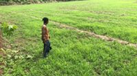 Irigasi Rusak 5 Tahun, Petani Padabeunghar Mengaku Rugi Miliyaran