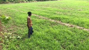 Irigasi Rusak 5 Tahun, Petani Padabeunghar Mengaku Rugi Miliyaran
