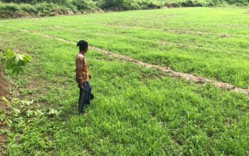 TERLANTAR : Salah seorang petani saat menunjukan lahan persawahan yang terlantar dan dipenuhi tanaman rumput akibat irigasi rusak di Kedusunan Leuwi Peundeuy, Desa Padabeunghar, Kecamatan Jampangtengah.