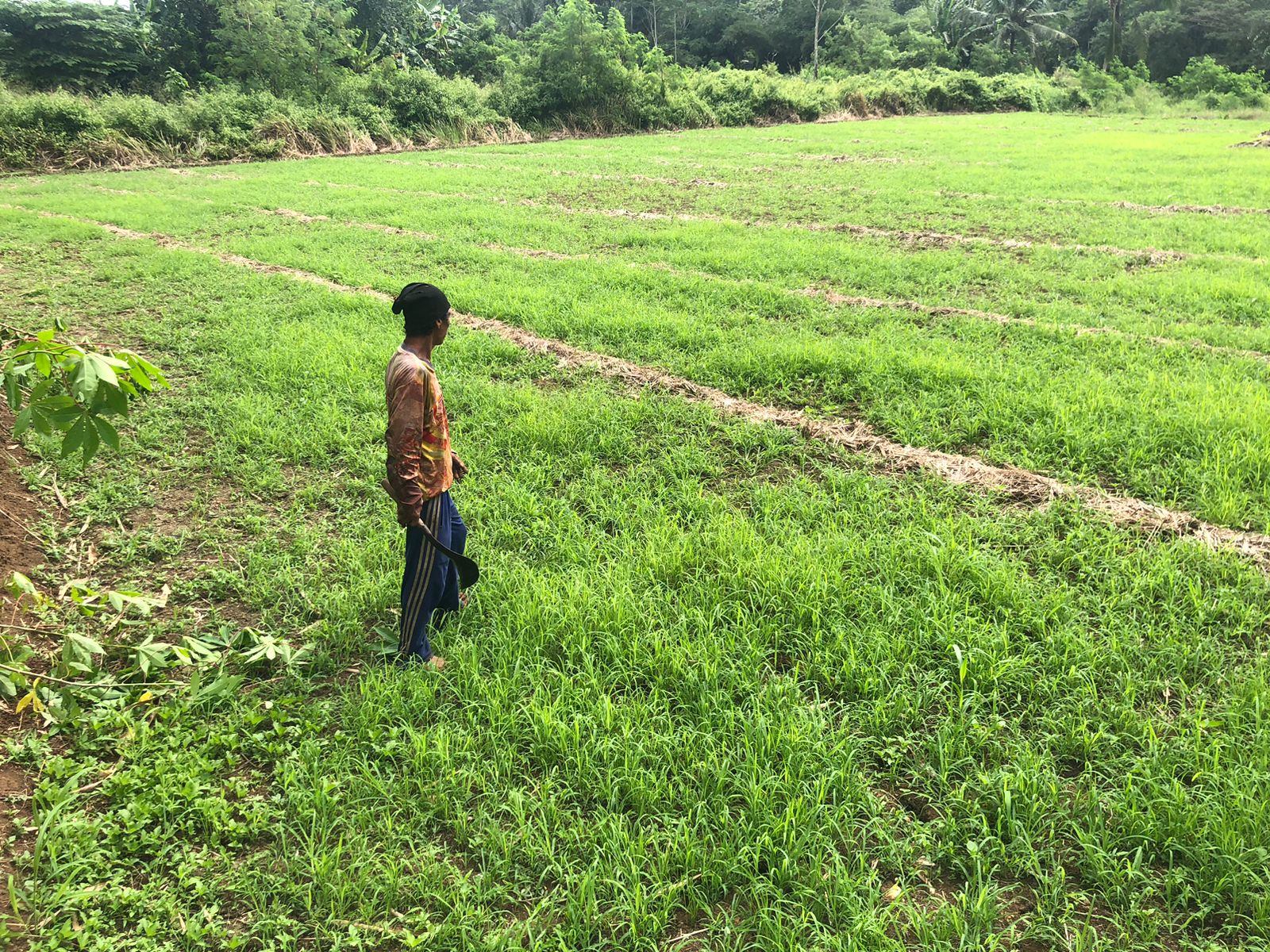 TERLANTAR : Salah seorang petani saat menunjukan lahan persawahan yang terlantar dan dipenuhi tanaman rumput akibat irigasi rusak di Kedusunan Leuwi Peundeuy, Desa Padabeunghar, Kecamatan Jampangtengah.