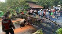 Detik-detik Pohon Besar Roboh Tutupi Jalan Nasional Palabuhanratu – Sukabumi