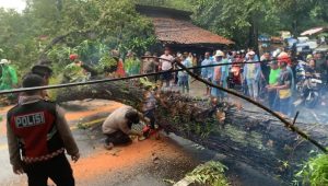 Detik-detik Pohon Besar Roboh Tutupi Jalan Nasional Palabuhanratu – Sukabumi