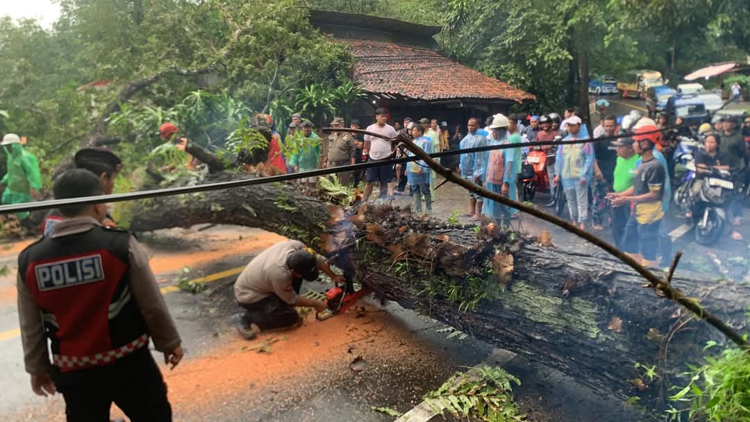 Pohon roboh di jalan nasional Palabunan Ratu - Sukabumi di Desa Pasir Suren, kecamatan Palabuhanratu, Kabupaten Sukabumi.(FOTO : NANDI/ RADARSUKABUMI)