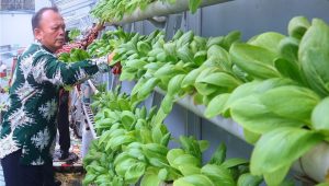 Lapas Sukabumi Panen Raya Hidroponik 