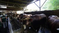 Jelang Idul Adha 1446 Hijriah, Wali Kota Sukabumi Pelototi Penjual Hewan Kurban