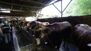 Jelang Idul Adha 1446 Hijriah, Wali Kota Sukabumi Pelototi Penjual Hewan Kurban