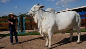 Penampakan Sapi Termahal di Dunia, Dibanderol Rp65 Miliar