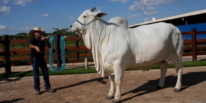 Sapi betina dari ras Nelore Brasil, yang diberi nama Viatina-19/AP