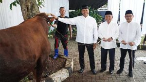 Pendistribusian Hewan Kurban BSI Capai 15.272 Ekor di Iduladha 1446 Hijriah
