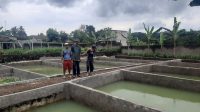 PLN Indonesia Power UBP Saguling Bandung, Peduli Petani Ikan di Sukabumi
