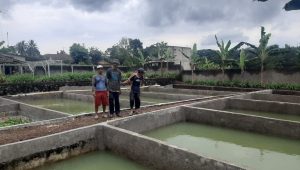 PLN Indonesia Power UBP Saguling Bandung, Peduli Petani Ikan di Sukabumi
