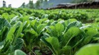 Pengaruh Penggunaan Pupuk Organik Terhadap Produktivitas Tanaman Bayam