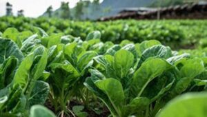 Pengaruh Penggunaan Pupuk Organik Terhadap Produktivitas Tanaman Bayam