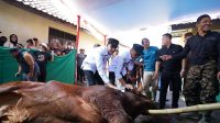 Sapi Bantuan Prabowo untuk Warga Kota Sukabumi Dipotong di Pesantren Ini