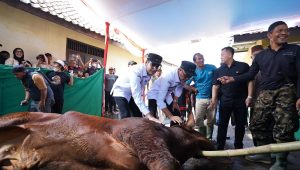 Sapi Bantuan Prabowo untuk Warga Kota Sukabumi Dipotong di Pesantren Ini