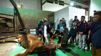 Pemkot Sukabumi Kurban 21 Ekor Sapi, Wujud Kepedulian dan Komitmen Sosial