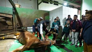 Pemkot Sukabumi Kurban 21 Ekor Sapi, Wujud Kepedulian dan Komitmen Sosial