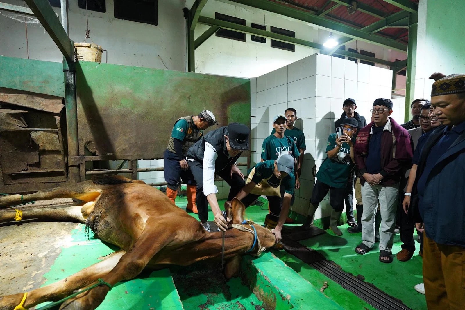 Wali Kota Sukabumi, Ayep Zaki, turut hadir secara langsung dan mengikuti prosesi penyembelihan.