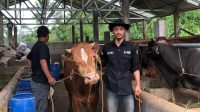 Rela Tinggalkan Keramaian Kota, Anak Muda Jebolan Peternakan UNPAD Ini Sukses Kembangkan EXA FARM hingga Pasok Sapi Kurban Kementerian