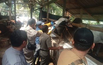 Petugas Dinas Peternakan Kabupaten Sukabumi, saat melaksanakan pemeriksaan Antemortem terhadap peternakan sapi di di wilayah Kecamatan Sagaranten, Kabupaten Sukabumi.