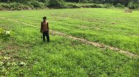 Lapor! 50 Hektar Persawahan di Desa Padabeunghar Sukabumi Terlantar
