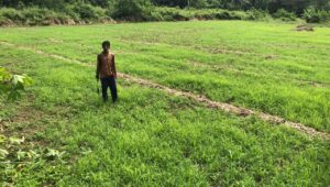 Lapor! 50 Hektar Persawahan di Desa Padabeunghar Sukabumi Terlantar