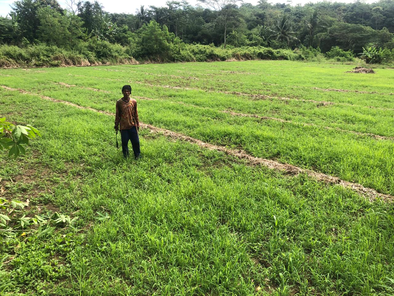 TERLANTAR : Salah seorang petani saat menunjukan lahan persawahan yang terlantar dan dipenuhi tanaman rumput akibat irigasi rusak di Kedusunan Leuwi Peundeuy, Desa Padabeunghar, Kecamatan Jampangtengah, Kabupaten Sukabumi.(FOTO : DENDI/RADAR SUKABUMI)