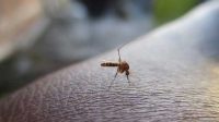 KLU Dinyatakan Bebas Malaria, Warga Bisa Lebih Tenang