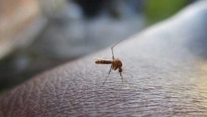 KLU Dinyatakan Bebas Malaria, Warga Bisa Lebih Tenang