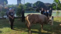STIKes Sukabumi Berkurban, Bagikan Daging untuk Warga Sekitar