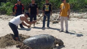 Penyu Hijau Mati Terdampar di Pantai Legok Salenggang, Diduga Akibat Bycatch