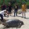 Seekor penyu hijau (Chelonia mydas) ditemukan dalam kondisi tidak bernyawa di Pantai Legok Salenggang, Desa Buniwangi, Kecamatan Surade, Kabupaten Sukabumi, pada Minggu pagi (20/7).