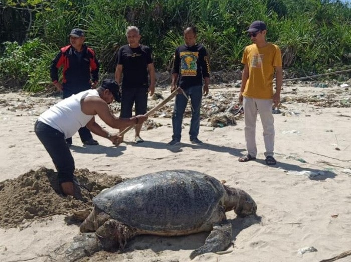 Seekor penyu hijau (Chelonia mydas) ditemukan dalam kondisi tidak bernyawa di Pantai Legok Salenggang, Desa Buniwangi, Kecamatan Surade, Kabupaten Sukabumi, pada Minggu pagi (20/7).