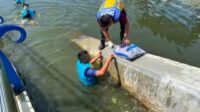 Antisipasi Banjir, DPUTR Sukabumi Rutin Bersihkan Kolam Retensi