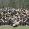 KOMPAK — Kepala DPPKB Kabupaten Sukabumi, Uus Pirdaus, berfoto bersama para Penyuluh Lapangan Keluarga Berencana (PLKB) usai menghadiri penutupan Retreat dan Jambore Bangga Kencana tingkat Provinsi Jawa Barat di eMTe Highland Resort, Ciwidey, Kabupaten Bandung.